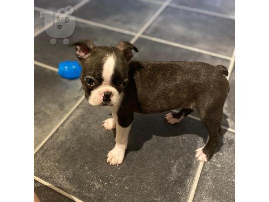 PoulaTo: Benji το Αρσενικό Boston Terrier